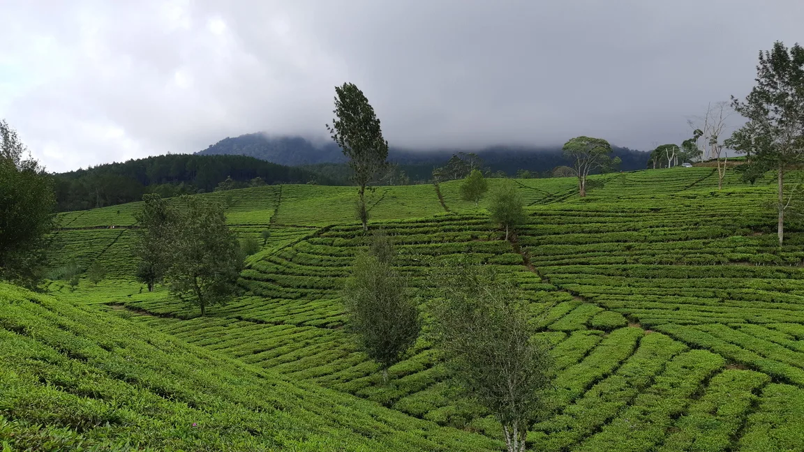 kebun-teh-lembang Kebun Teh Lembang